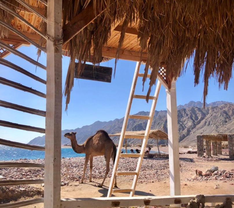 Photo of Others in Dahab