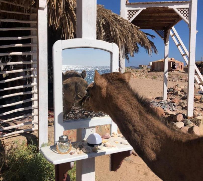 Photo of Others in Dahab