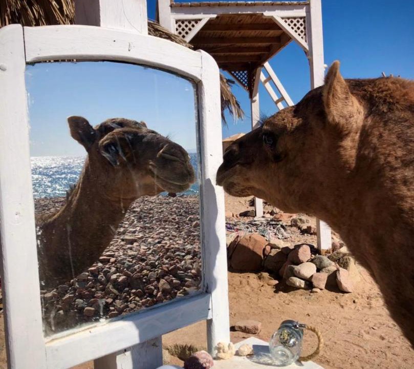 Photo of Others in Dahab
