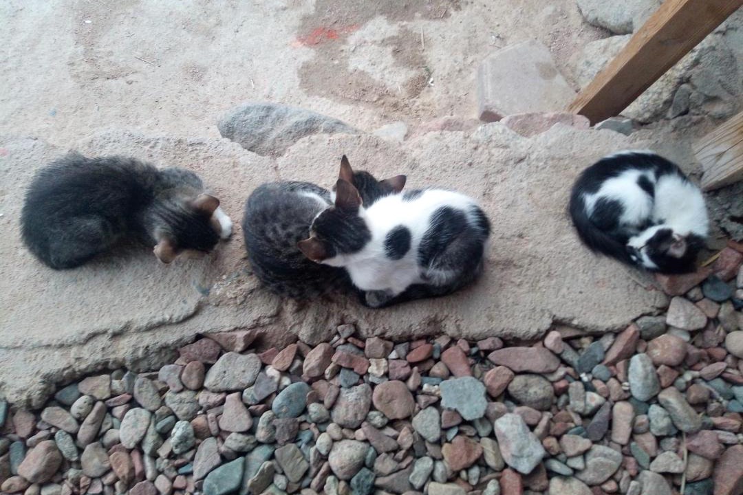 Photo of Others in Dahab
