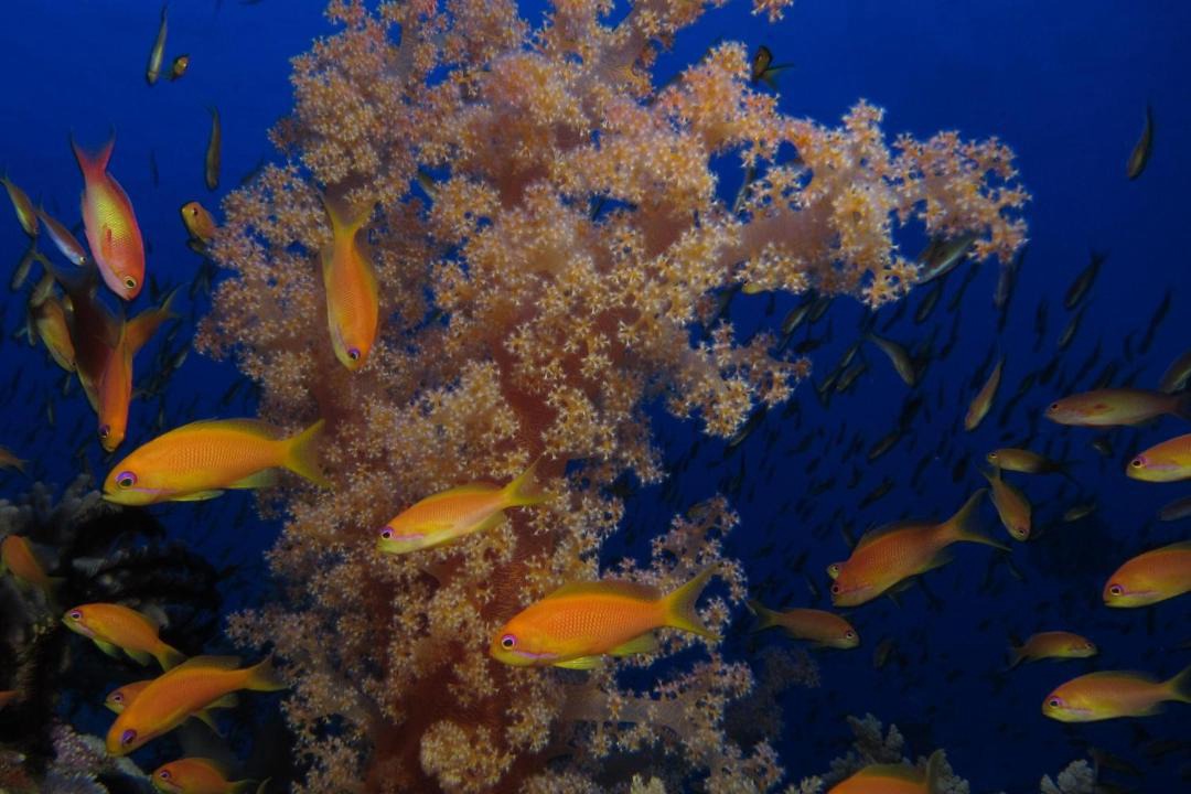 Photo of Others in El Gouna