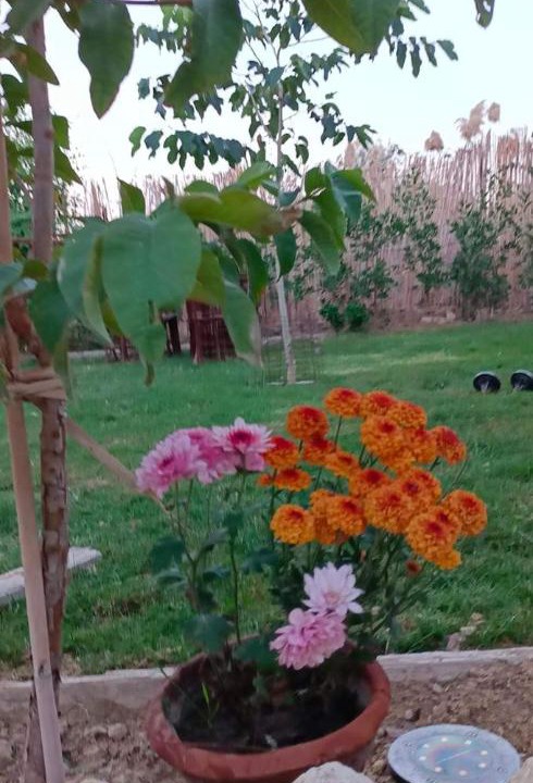 Photo of Others in Tunis Village