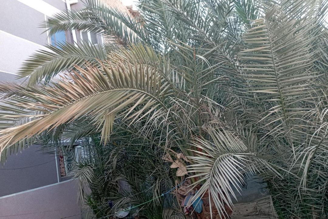 Photo of Others in Tamiyah