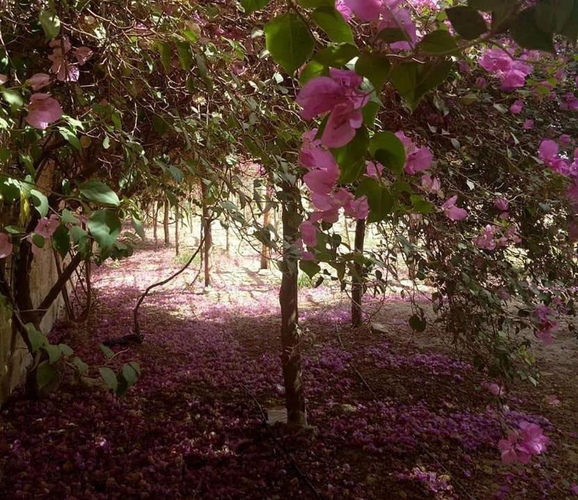 Photo of Outdoor in Mallawi