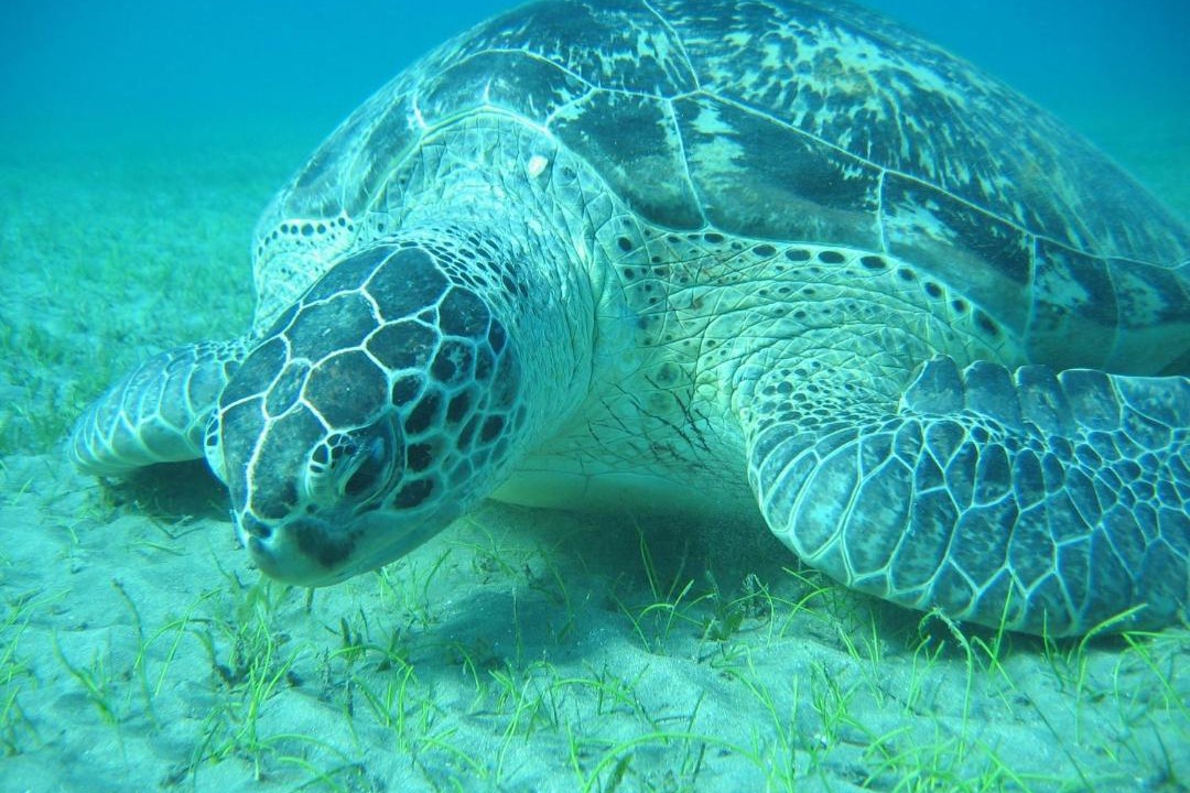 Photo of Others in Marsa Alam