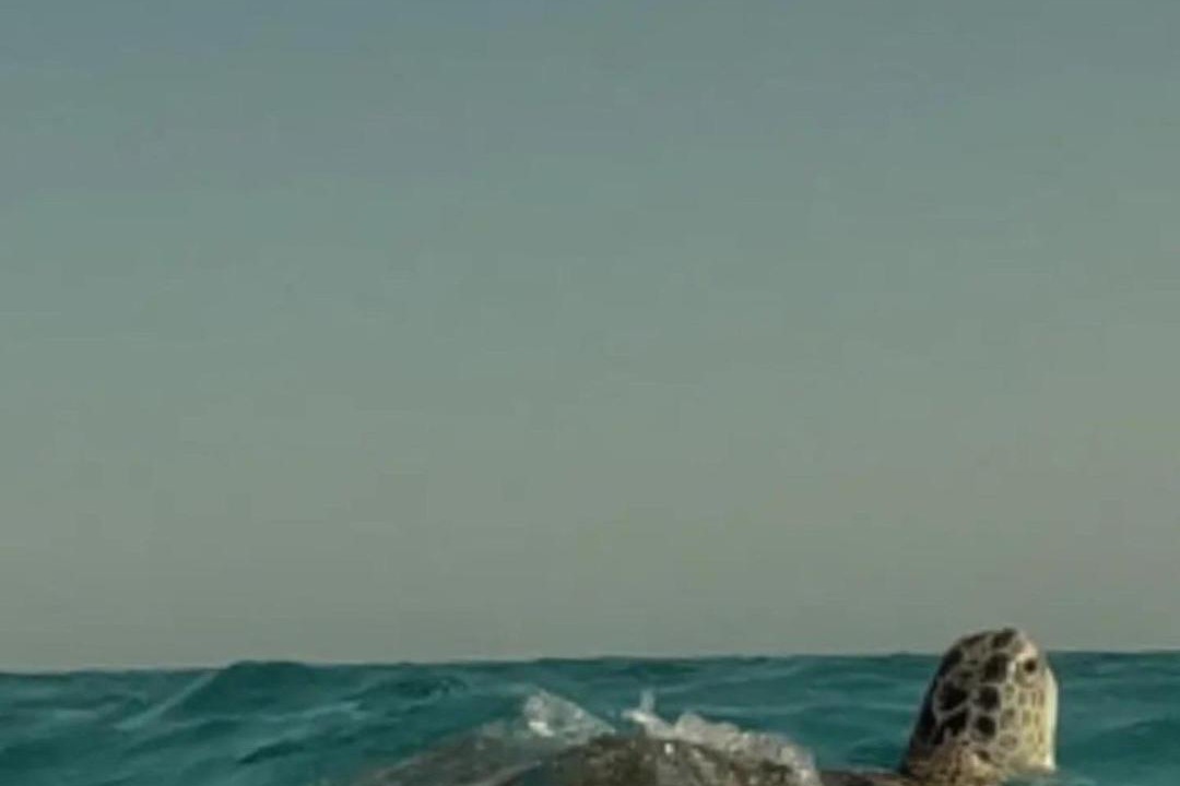 Photo of Others in Marsa Alam