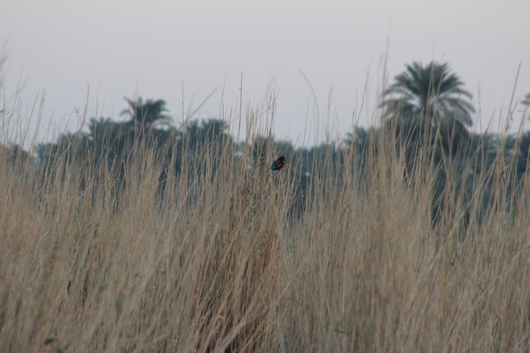 Photo of Others in Tunis Village
