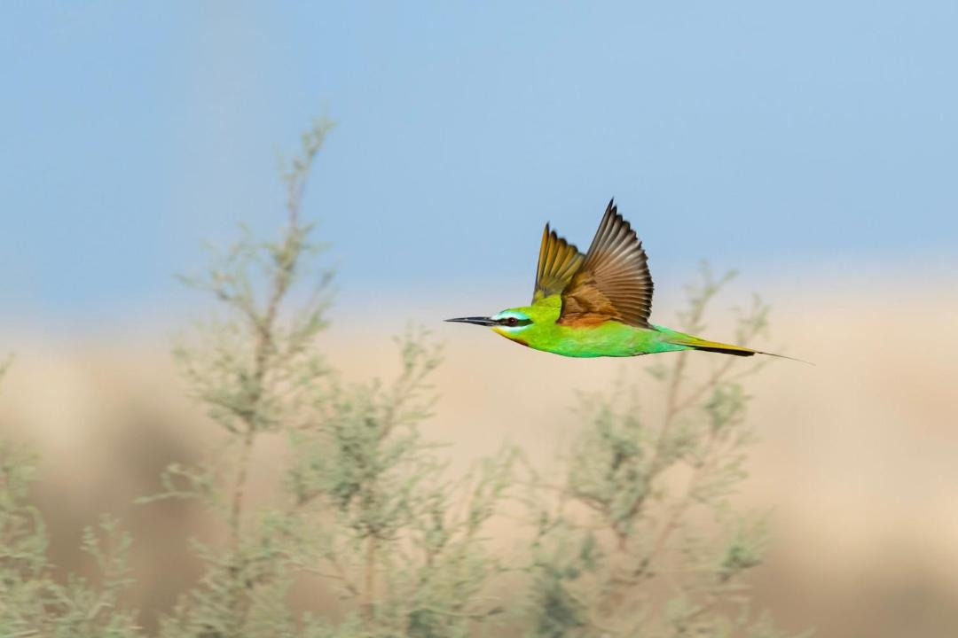Photo of Others in Al Fayoum