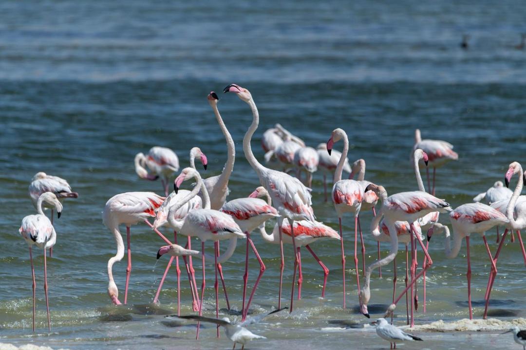 Photo of Others in Al Fayoum