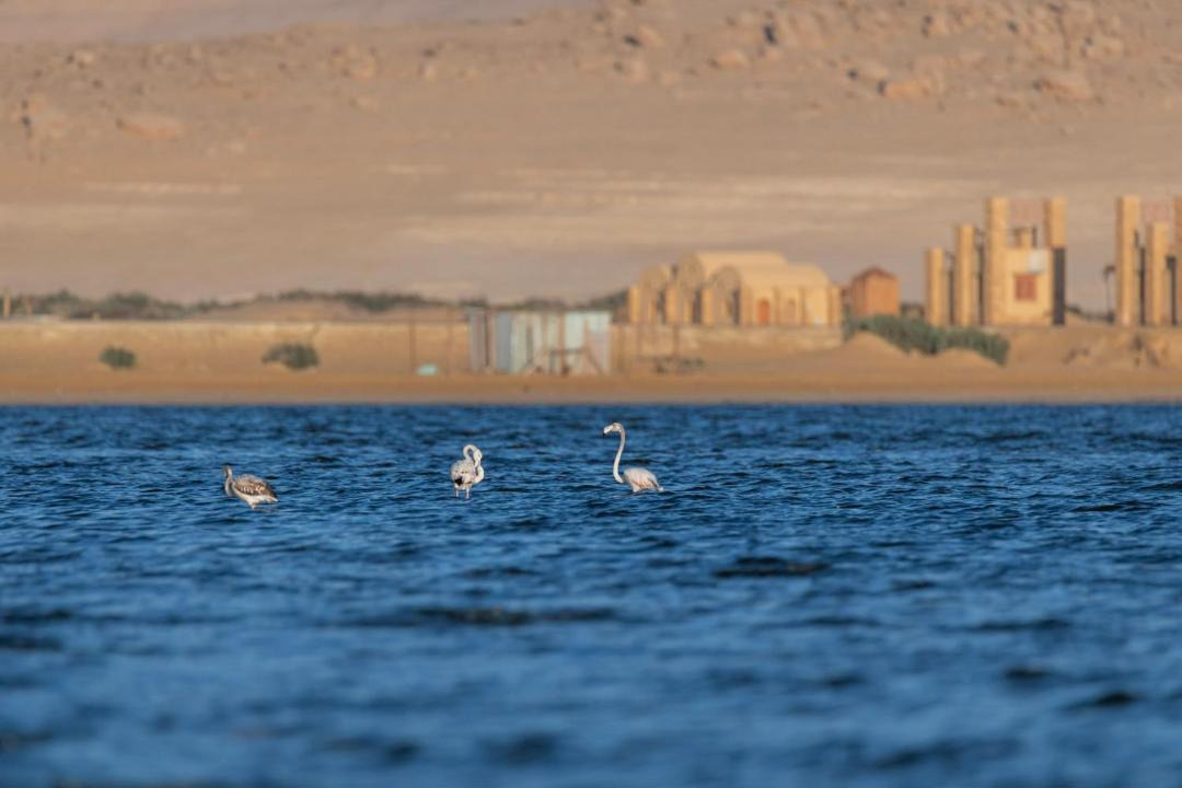 Photo of Others in Al Fayoum