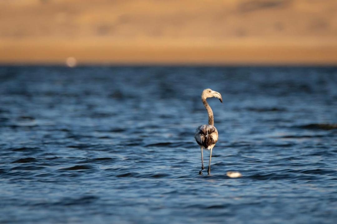 Photo of Others in Al Fayoum