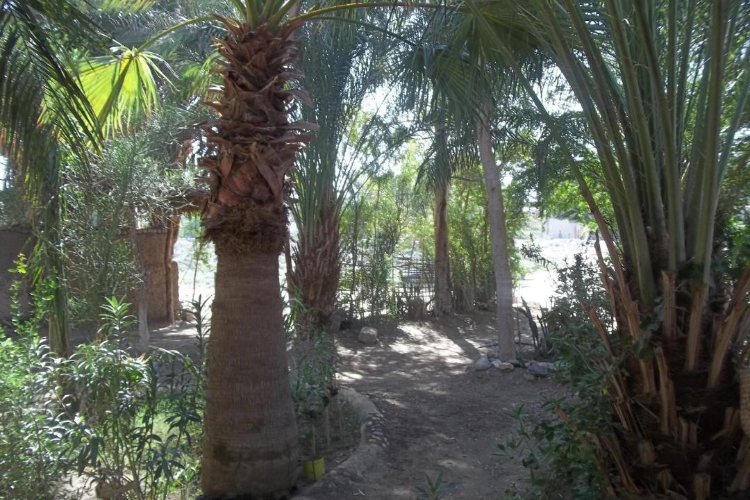 Photo of Others in Luxor