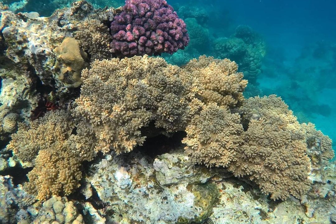 Photo of Others in Nuweiba