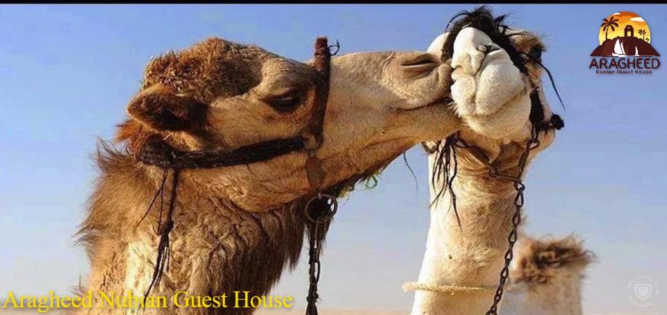 Photo of Others in Aswan