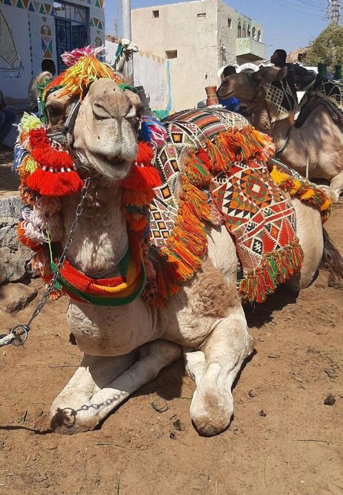 Photo of Others in Aswan