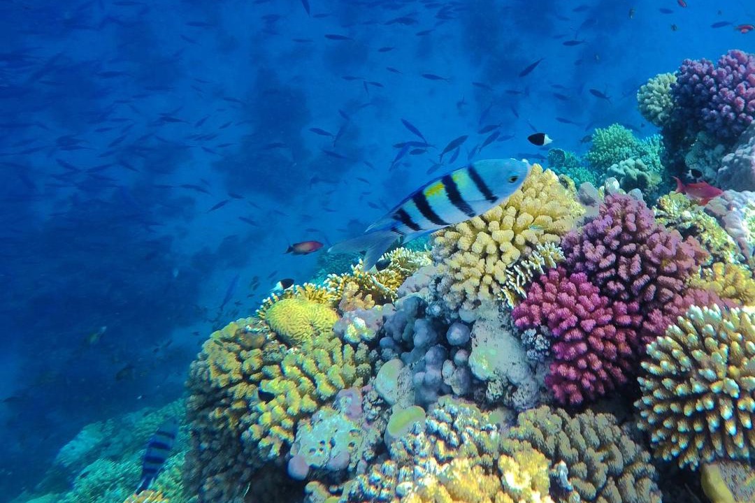 Photo of Others in Soma Bay