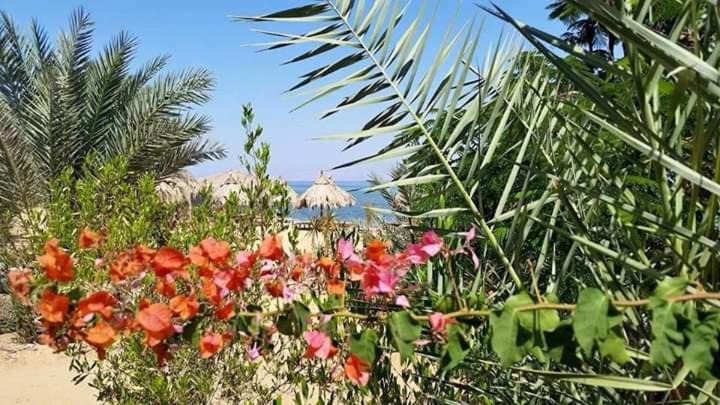 Photo of Others in Nuweiba