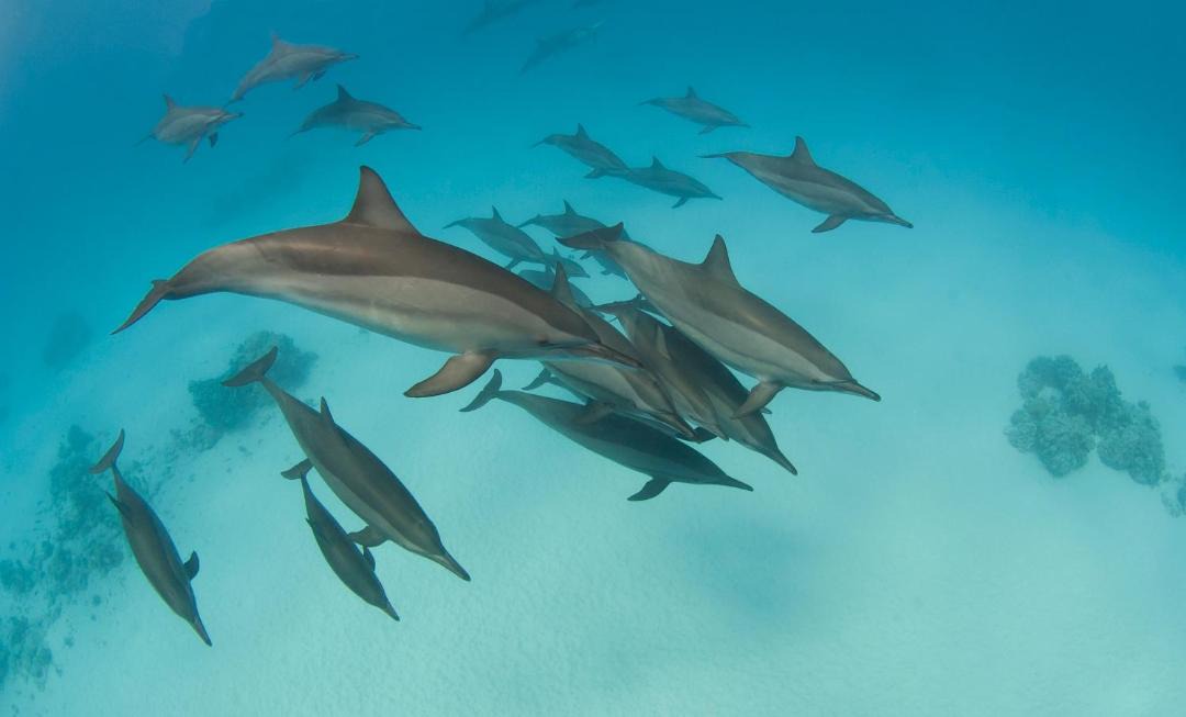 Photo of Others in Marsa Alam