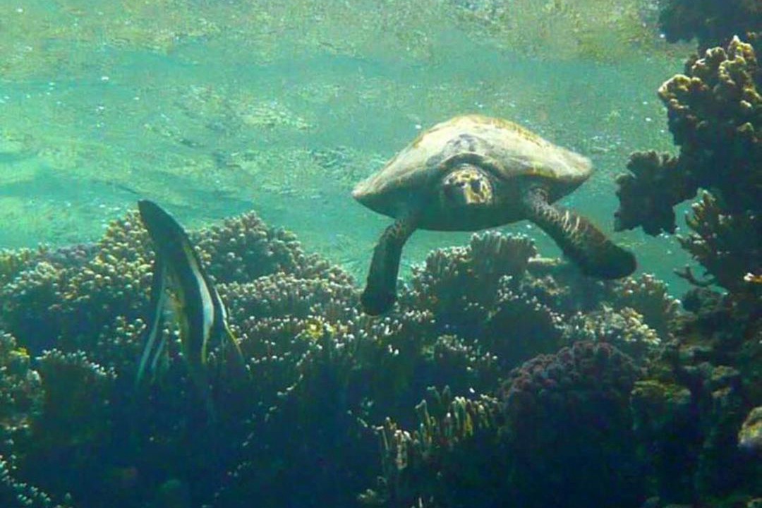 Photo of Others in Soma Bay