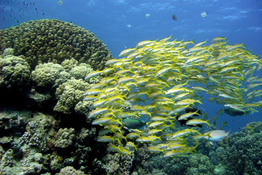Photo of Others in Soma Bay