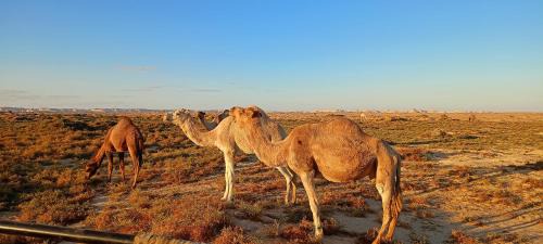 Dahar Other | Overnight camping at white desert , white desert safari trip