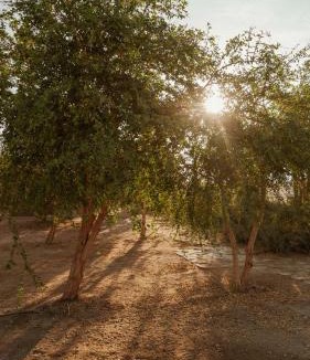 Marsa Alam Hotel | Wadi Sabarah Lodge