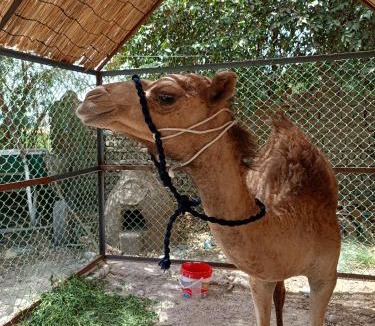 Luxor Other | Bedouin Lodge Luxor