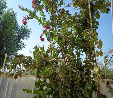 Luxor House | Karima house B