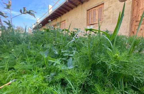 Tunis Village Other | Tunis Camp Fayoum