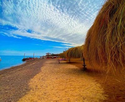 Nuweiba Other | sea horse