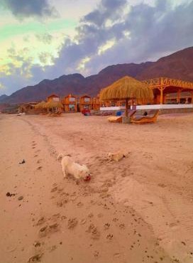 Bedouin house camp